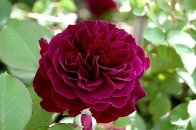 9859faaa-ffdf-45ba-85f4-2d474ffddf0e-i-2026-08-13t110933.464.webp