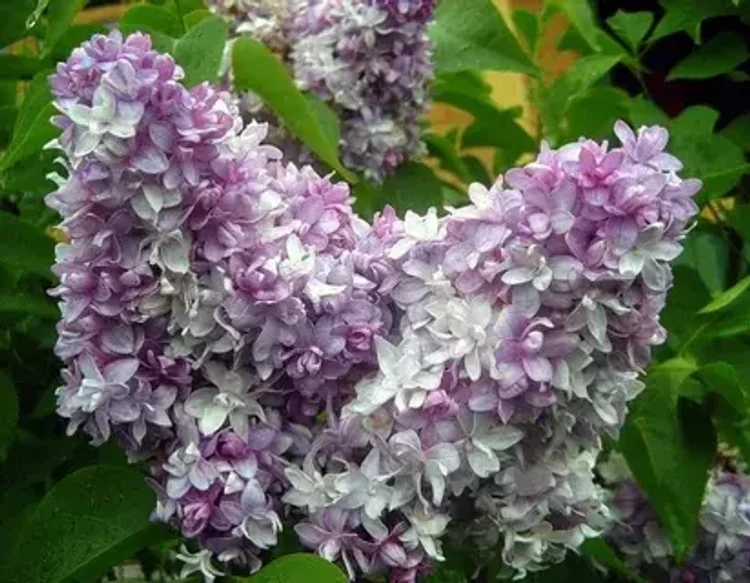 6088721c-14c4-4926-a100-d5e1bb5f15ec-i-2026-08-06t143506.336.webp