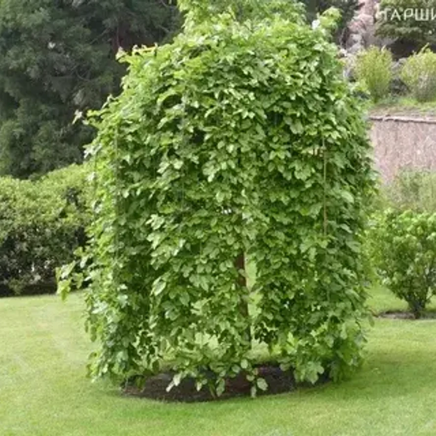 🌳 Шелковица чёрная на штамбе 6 лет