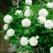 a8696fce-ae3e-4449-ae0c-37a80029d05e-i-2026-08-12t111806.887.webp