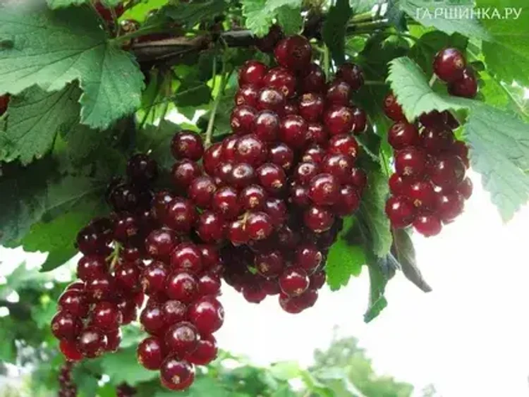 d58d2c1f-d131-40e6-a1ed-e2782acd970f-i-2026-08-26t113558.477.webp