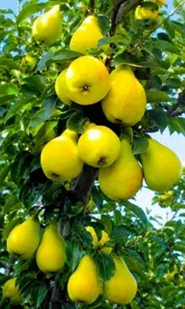 9ca0a568-7ec0-429e-a2d7-a6cd892a90f1-i-63.webp