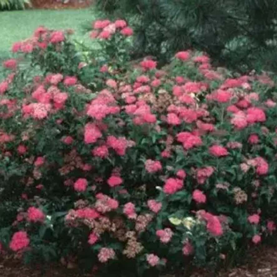 Спирея японская «Криспа» (Spiraea japonica 'Crispa')