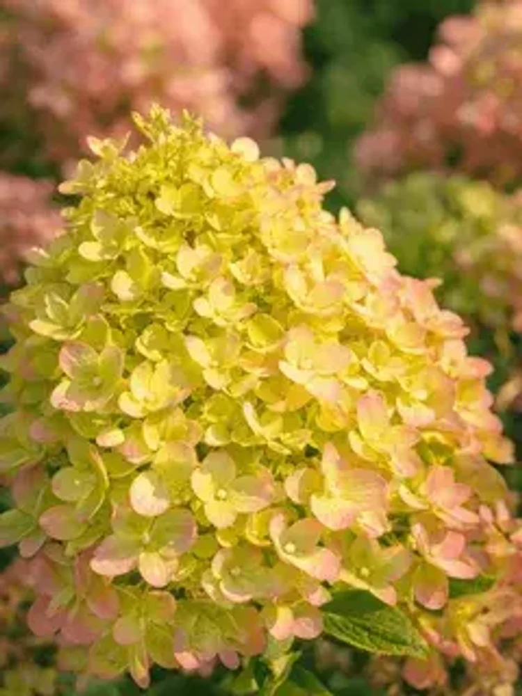 359ea1fd-bce8-48c3-9d89-f4aedcde72ed-i-2026-08-03t131328.572.webp