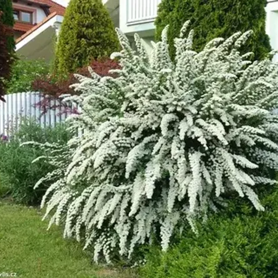 Спирея ниппонская (Spiraea nipponica)