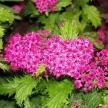 1cd77765-c9b2-45c9-8d50-4752e9164440-i-2026-08-11t111852.987.webp