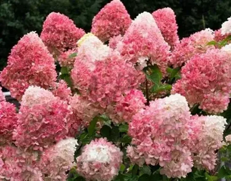 a3e3b4a2-53aa-49ab-83c7-49d2e0e1e183-i-2026-08-04t113618.365.webp