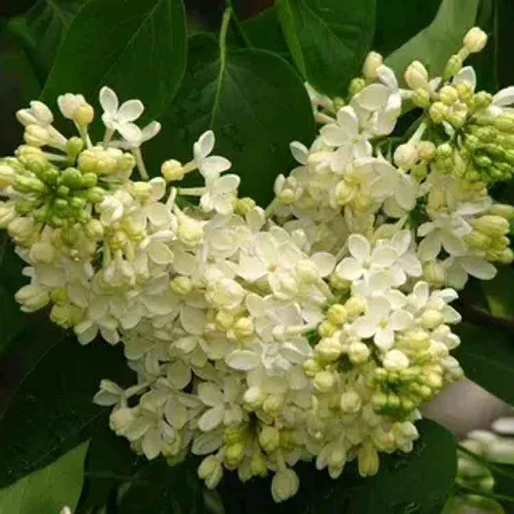 6acdb4c5-d780-4cea-b0a7-97756cb95f48-i-2026-08-07t112440.853.webp