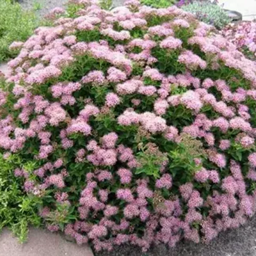 Спирея японская «Литл Принцесс» (Spiraea japonica 'Little Princess')