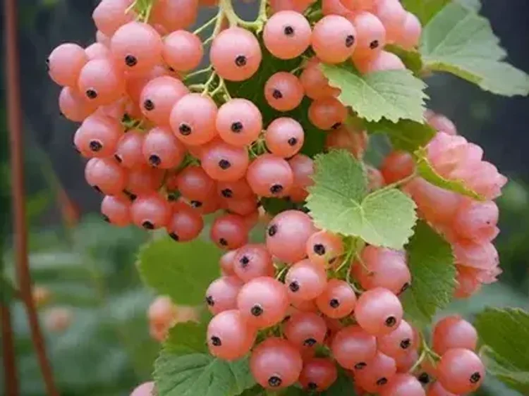 c5b27634-c693-4c82-8f25-916cf12e545c-i-2026-08-13t121251.259.webp