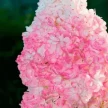 15d0d24b-2355-4a02-8346-1c79ed863120-i-2026-08-05t095911.879.webp