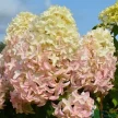 09a22489-eb90-42f9-91e1-e6ba98a1fada-i-2026-08-05t153224.872.webp