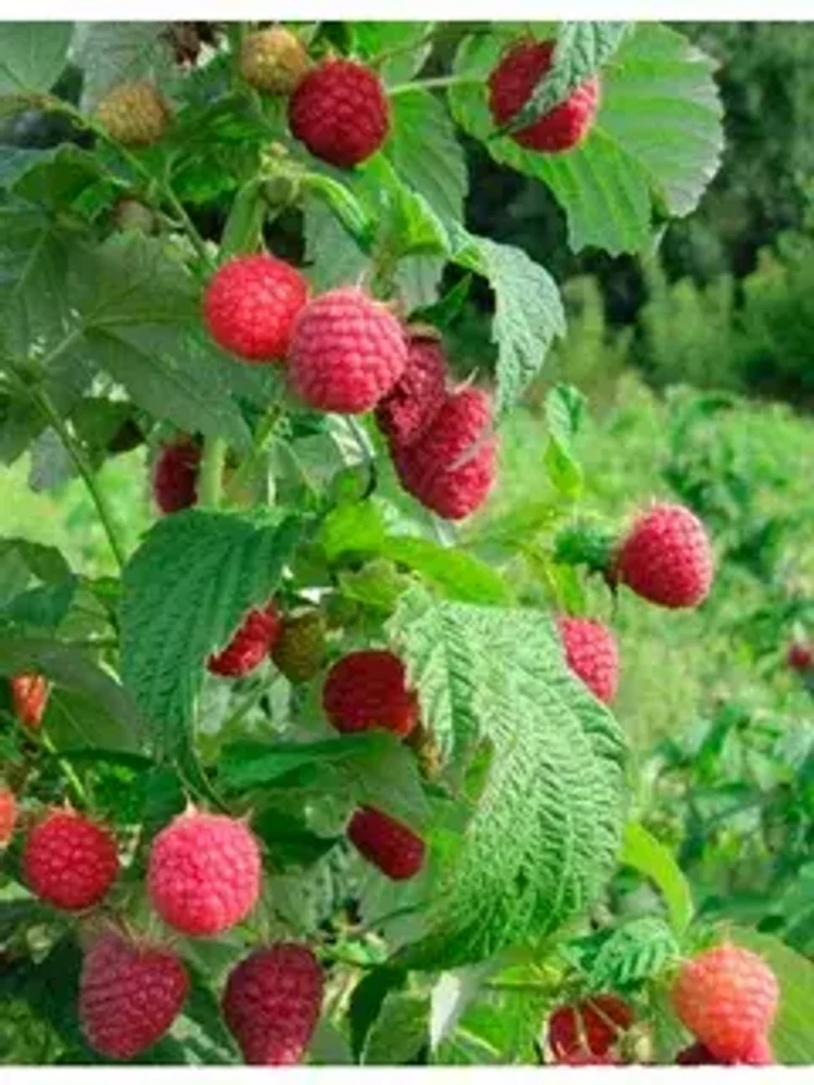 344b3c21-c555-485c-b52b-ff6dc3c146d4-i-2026-08-11t135416.991.webp