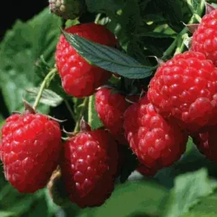 6c01755b-b3b5-40cd-9ab9-898d396f3b5d-i-2026-08-11t143224.347.webp