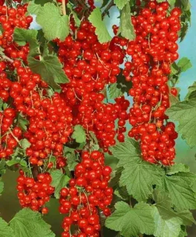 ace73065-5d1a-4c51-8155-f1453ecfc213-i-2026-08-26t115343.739.webp