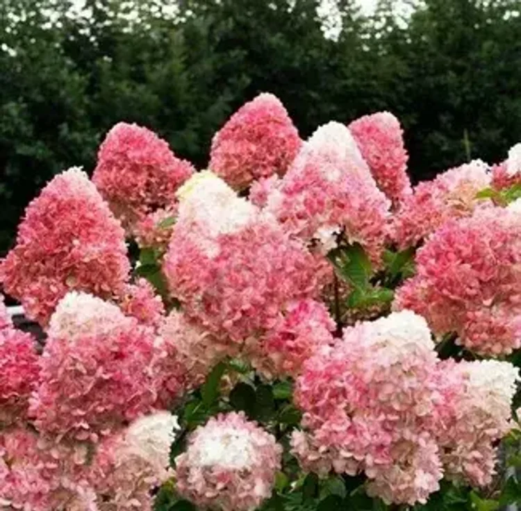 752f3f61-dd13-4f47-8c80-3116b8f7f7dd-i-2026-08-04t113627.001.webp