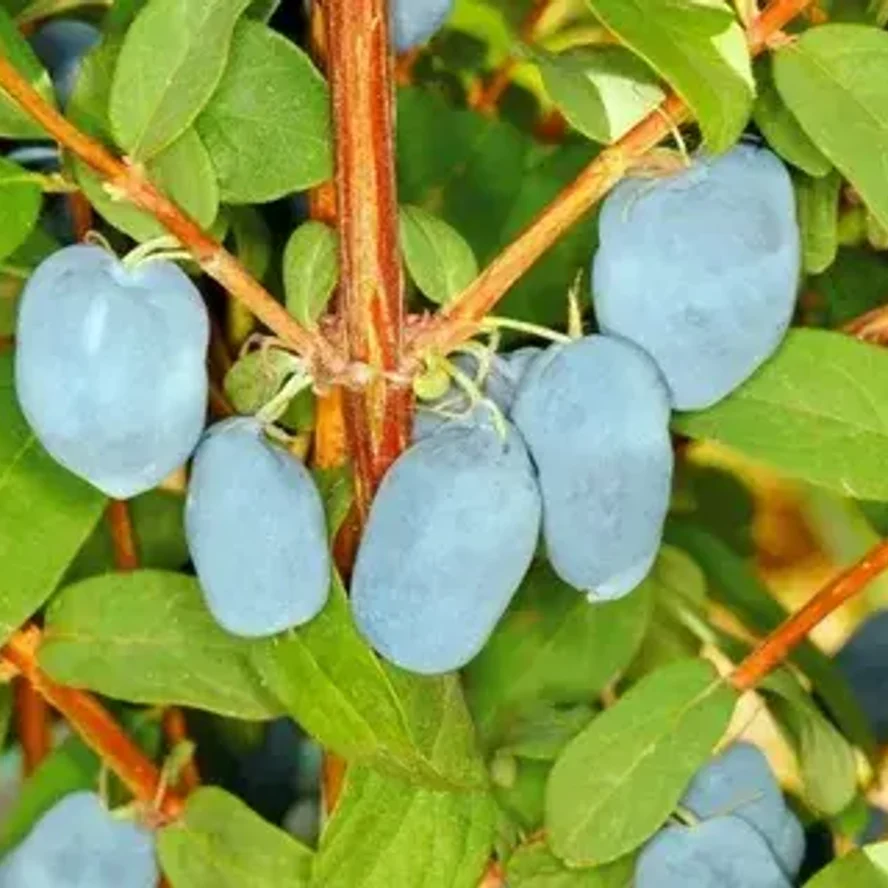 Северная красавица(Boreal Beayte)