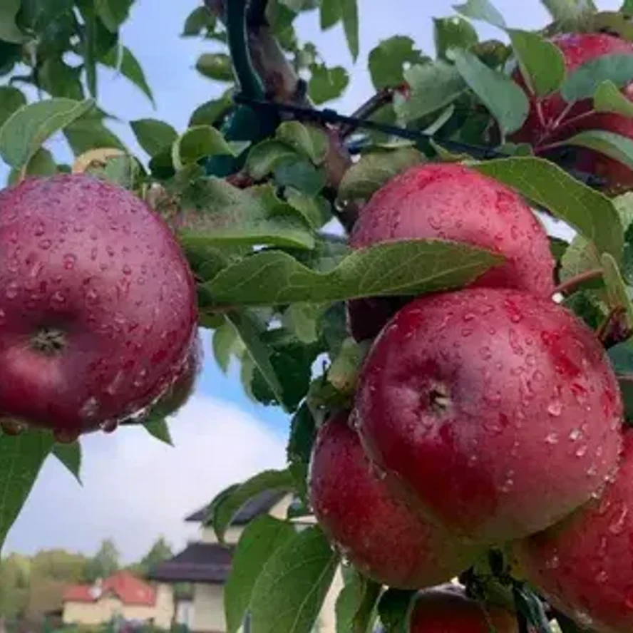 🍎 Яблоня «Белорусское сладкое»