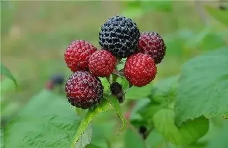 866db377-e493-4af4-847c-7fa676eaac5a-i-2026-08-07t151036.408.webp