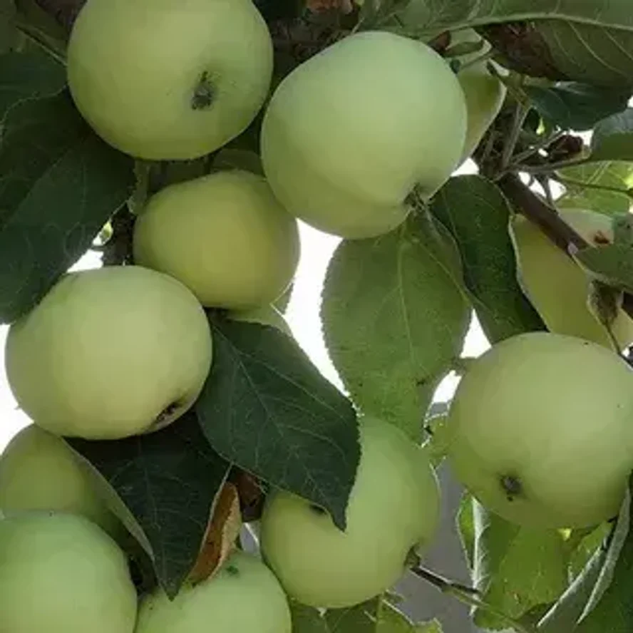 🍏 Яблоня Папировка