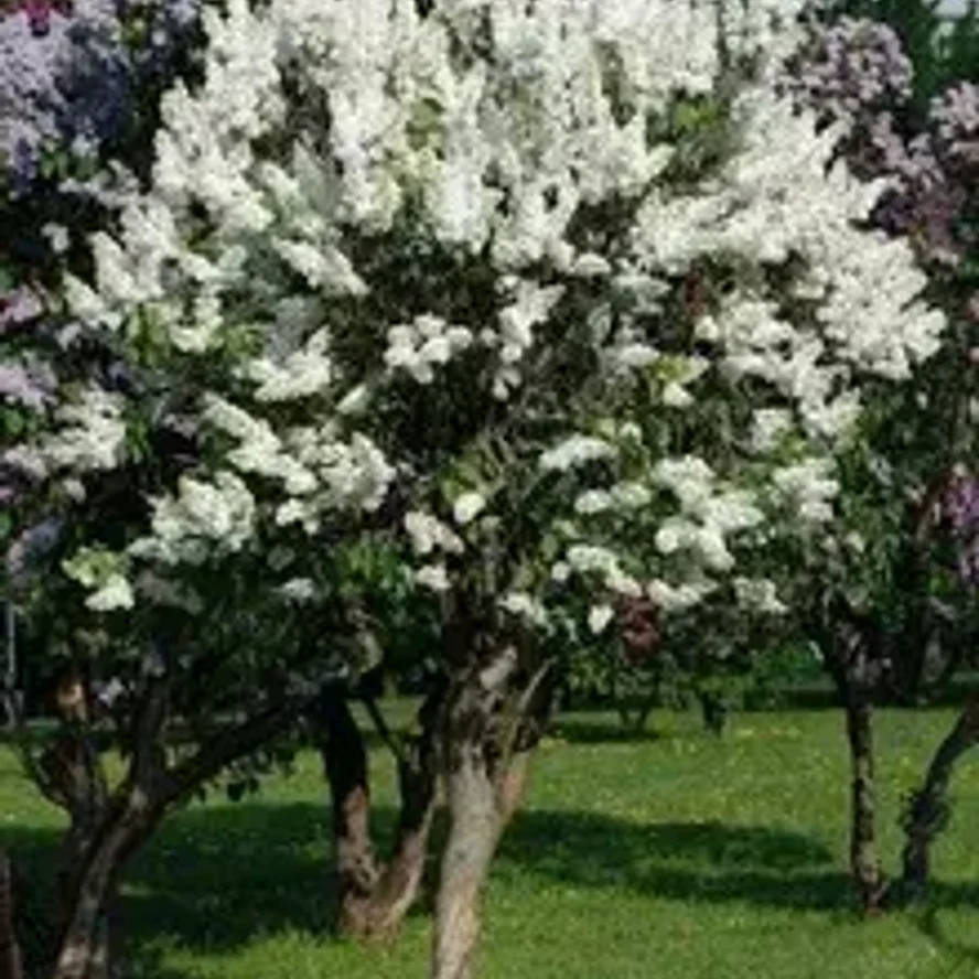 Сирень Память о Колесникове (штамбовая форма)