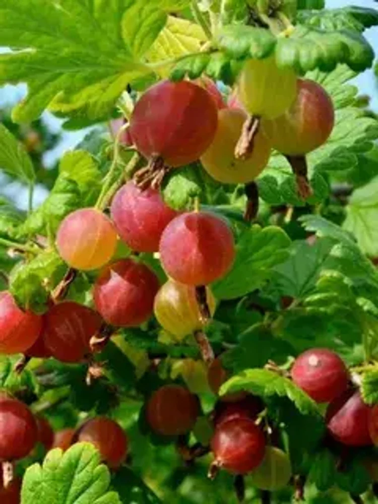 f65d51ed-eeb8-488d-af76-554c5f5973c8-i-24.webp