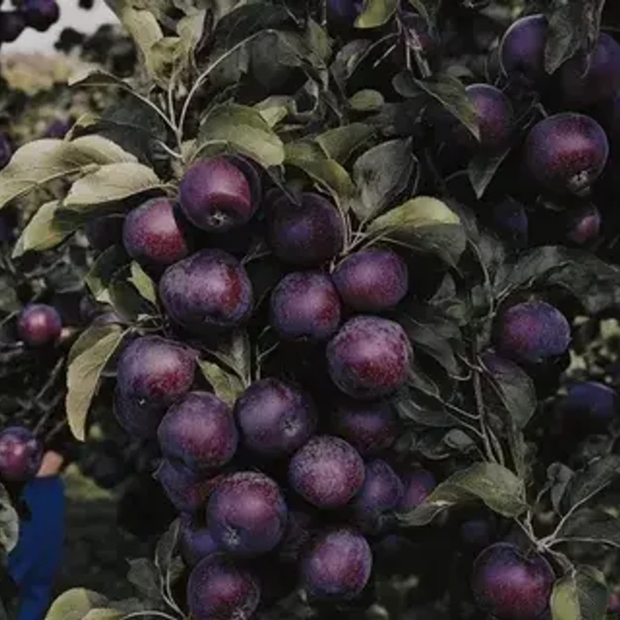 🍎 Яблоня Чёрный принц (Ред Джонапринц)