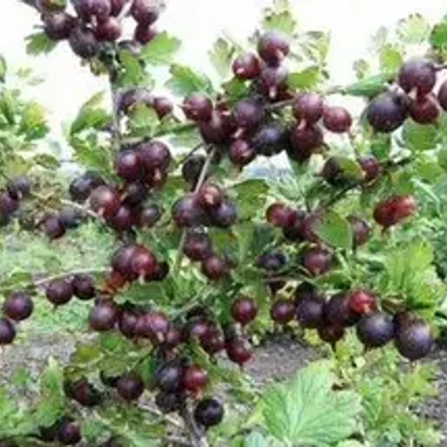 Крыжовник штамбовый «Финик»