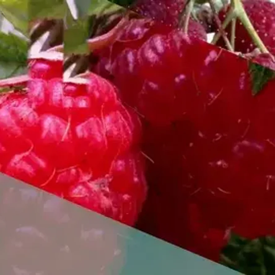Малина генералиссимус