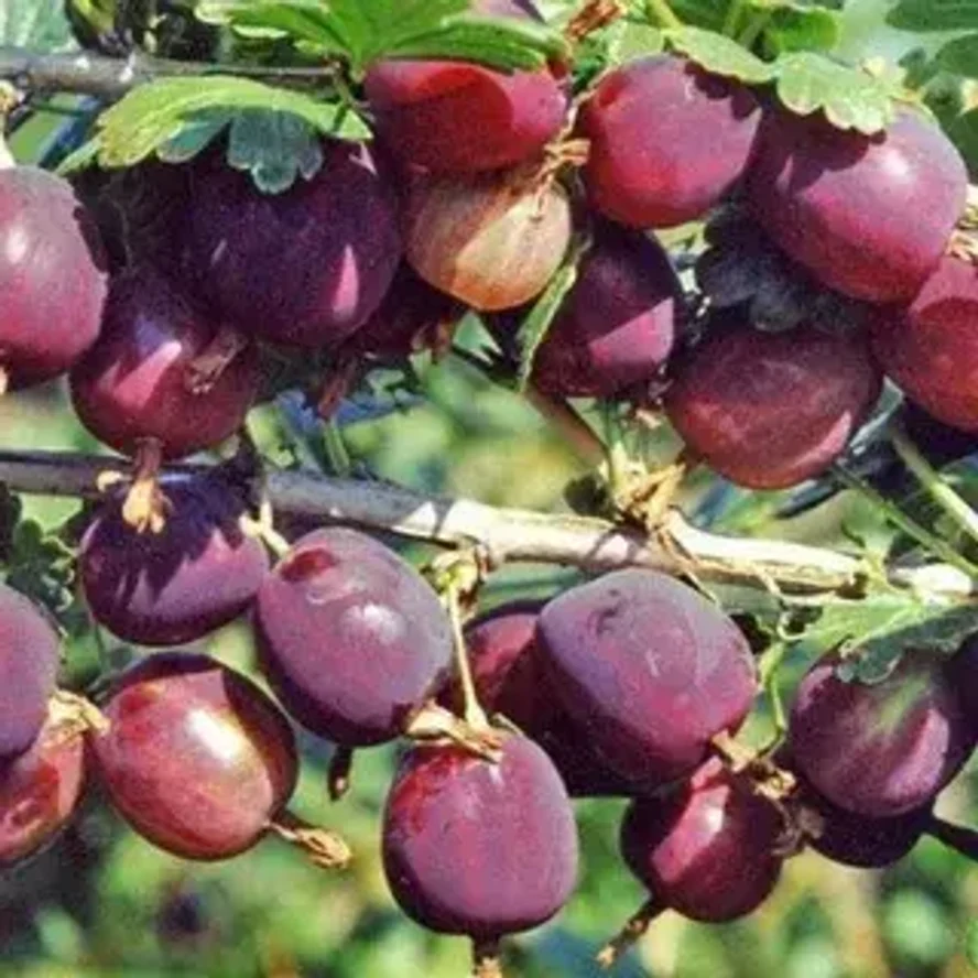 Крыжовник Северный Капитан