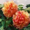 d3aa5657-c686-4f5f-8dff-32a6aed70af4-i-2026-08-12t112136.701.webp