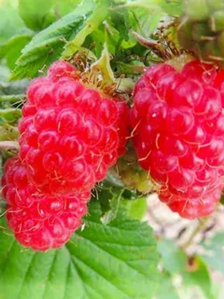 03a3b976-7c7d-4029-a251-a43504c99766-i-2026-08-11t141809.503.webp