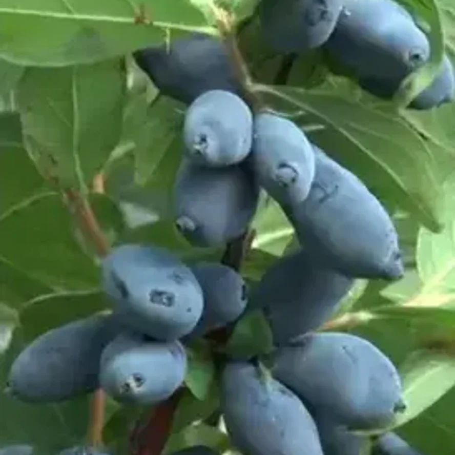 Жимолость Северный буран(boreal Blizzard)