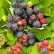 e99209ce-9e5b-4ee1-965a-d7a95fbd017f-i-19.webp