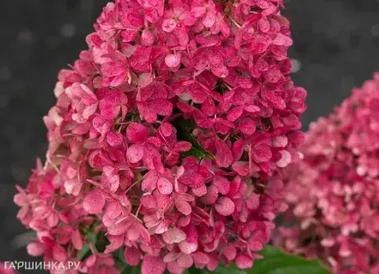 3d6d2645-8ee2-43bb-ae39-30a6c4f21409-i-2026-08-04t162814.571.webp