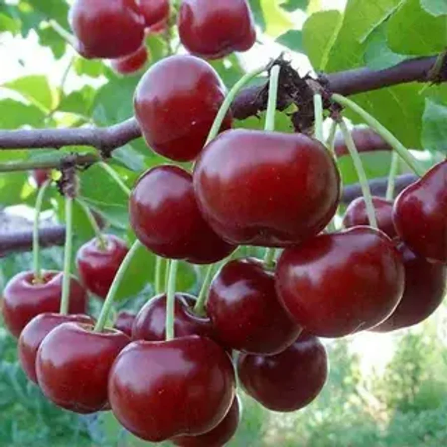 Черевишня Кормилица