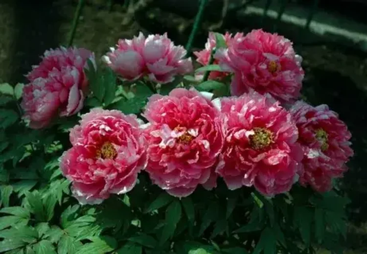 e94b051a-bee2-46b2-a2c2-b0dc12e592b7-i-2026-08-12t085813.124.webp