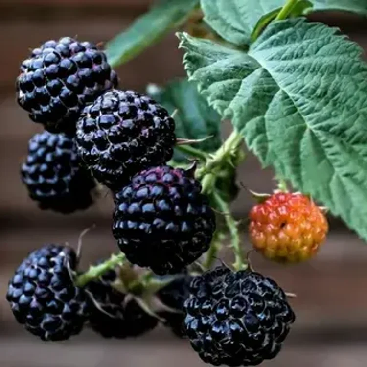 99270f25-278b-43b2-87db-a1c9c8b49cc6-i-12.webp