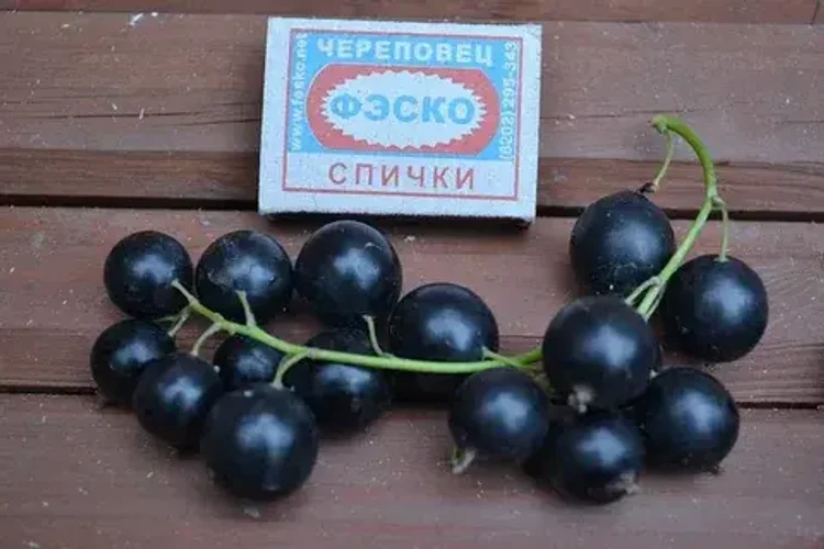 36e60fda-4b29-46fe-8e0c-1af799f72a42-i-2026-08-12t110609.340.webp