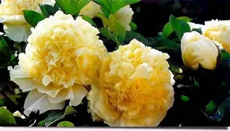 4f37fa40-b811-4e55-a0d0-2b4ec0a93b15-i-2026-08-12t113625.735.webp