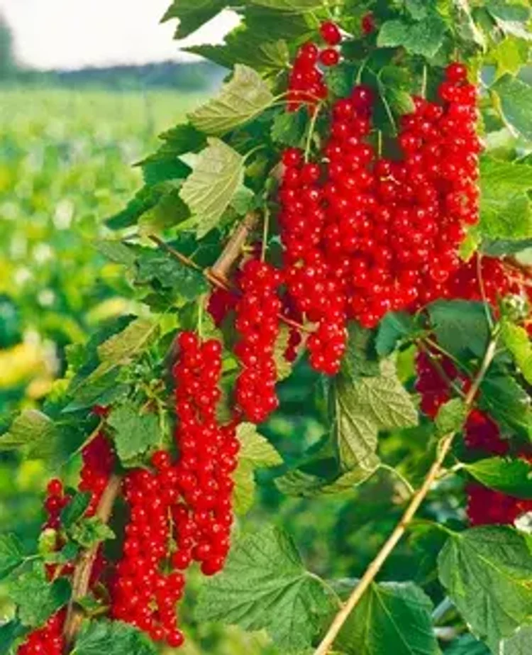 3e0a91c1-5916-4c21-95cb-3b89d0049dec-i-2026-08-12t155250.363.webp