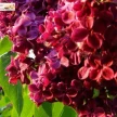 d525867b-d130-4a9c-a7b0-94f2dd034cde-i-2026-08-07t132741.961.webp