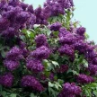00c22a83-b112-411e-8dcd-a9ced7a5f902-i-2026-08-06t110229.768.webp