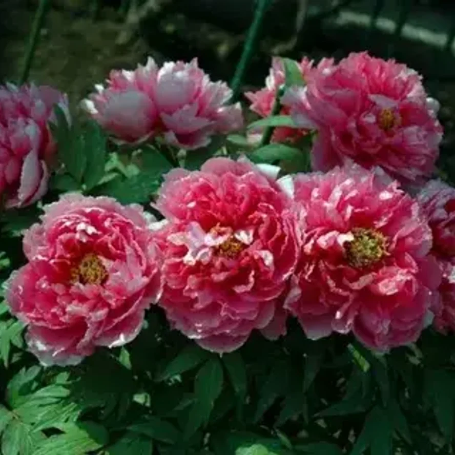 🌸 Пион древовидный «Восход»