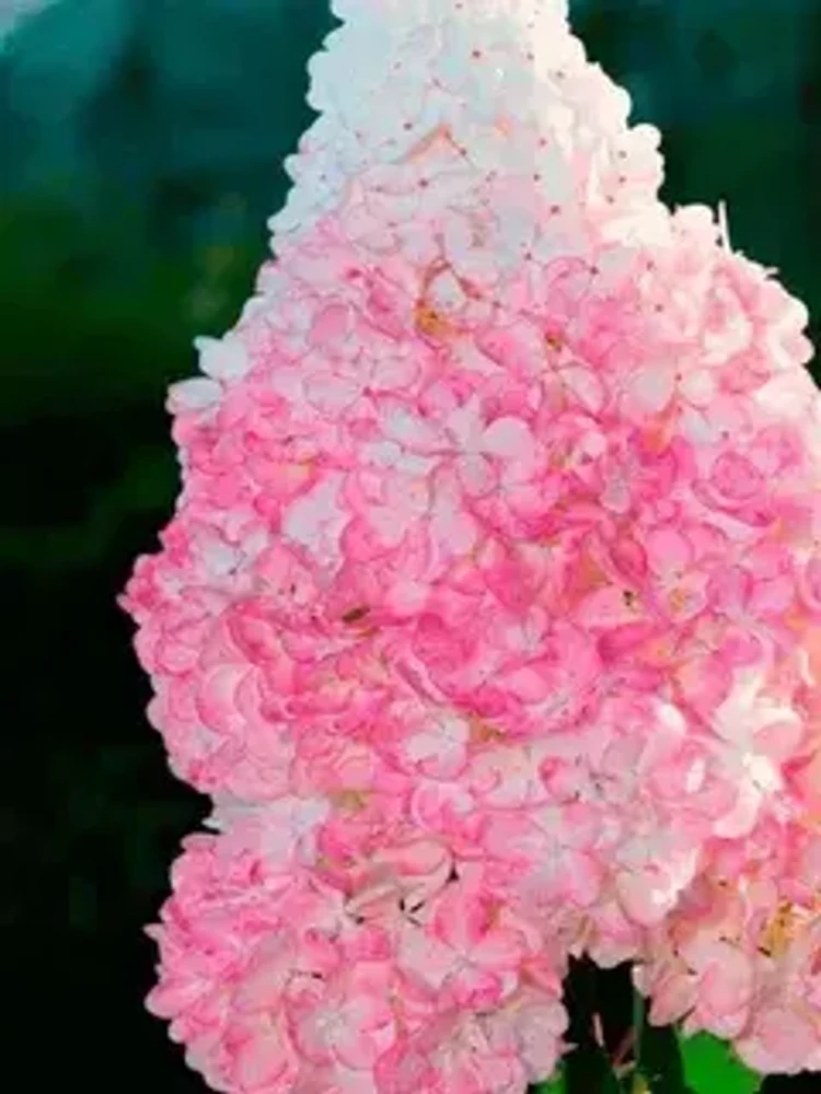 15d0d24b-2355-4a02-8346-1c79ed863120-i-2026-08-05t095911.879.webp