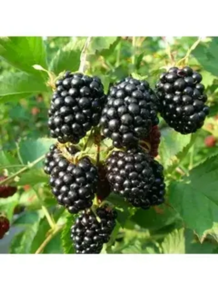 7d03662c-d19b-4c37-a9e6-cf2953754570-i-86.webp