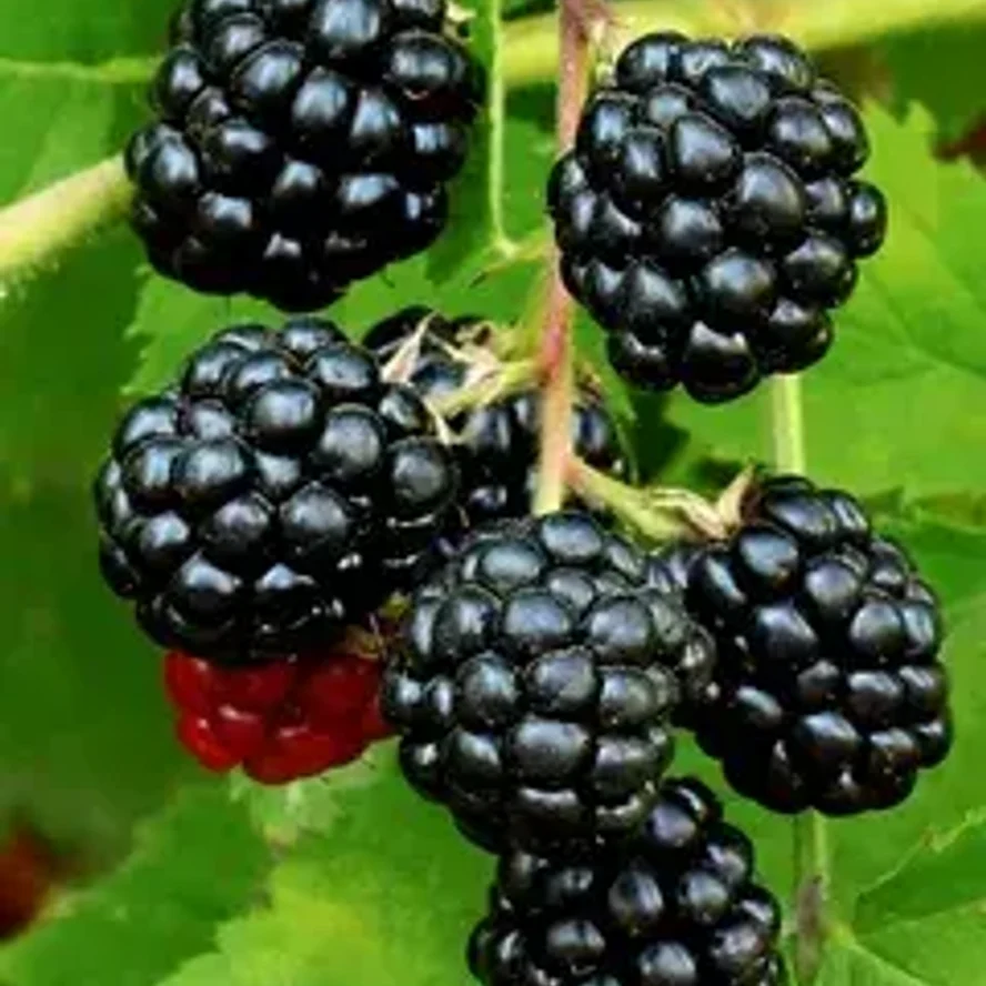 Ежевика Свит Пай (сладкий пирог)