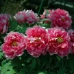 e94b051a-bee2-46b2-a2c2-b0dc12e592b7-i-2026-08-12t085813.124.webp