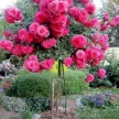 7169397a-fbb2-4eb7-ac24-1f94faf942ed-i-2026-08-13t075607.753.webp
