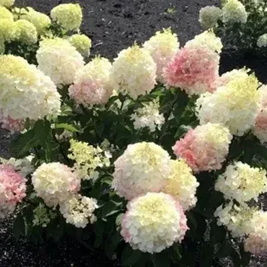 🌸 Гортензия метельчатая Литл Блоссом (Little Blossom)